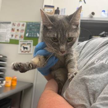 Cleo -  Domestic Short Hair Cat for Adoption in Columbiana, Alabama - Cleo | PetCurious