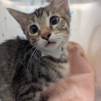 Block -  Domestic Short Hair Cat for Adoption in Pasadena, California - Block | PetCurious