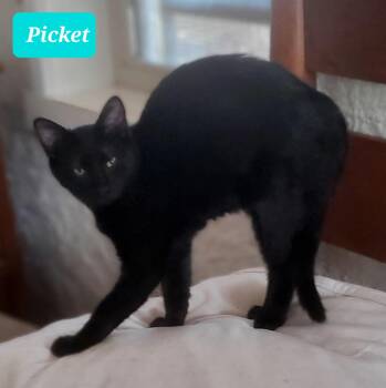 Rescue Domestic Short Hair Cats for Adoption in Snyder, Texas - Picket | PetCurious