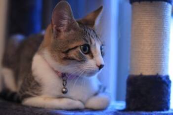 Domestic Short Hair Cats Available for Adoption in Memphis, Tennessee - Roly Poly | PetCurious