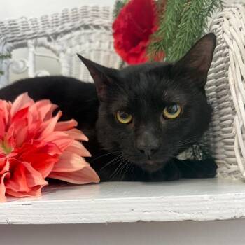 Domestic Short Hair Cats Available for Adoption - Baggums Phoenix 55843 | PetCurious