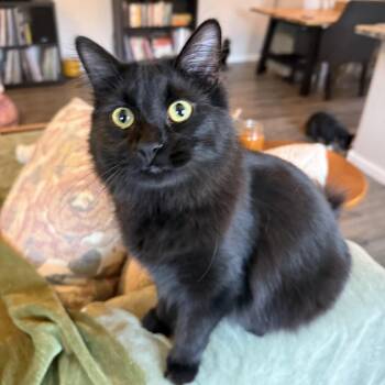 Herb & Kale (bonded pair) -  Domestic Long Hair Cat for Adoption in Peoria, Arizona - Herb & Kale (bonded Pair) | PetCurious