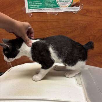 Fig -  Domestic Short Hair Cat for Adoption in Sonora, California - Fig | PetCurious