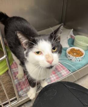 Sycamore -  Domestic Short Hair Cat for Adoption in Montville, New Jersey - Sycamore | PetCurious