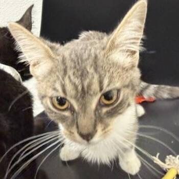 Miriam -  Domestic Short Hair Cat for Adoption in Bryan, Ohio - Miriam | PetCurious