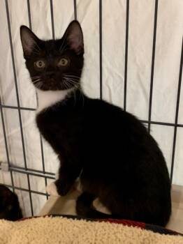 Rescue Domestic Short Hair Cats for Adoption in Cincinnati, Ohio - Jack Be Little | PetCurious