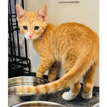 Peanut -  Domestic Short Hair Cat for Adoption in Millcreek, Utah - Peanut | PetCurious