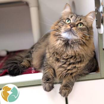 Tony -  Domestic Long Hair Cat for Adoption in Toledo, Ohio - Tony | PetCurious