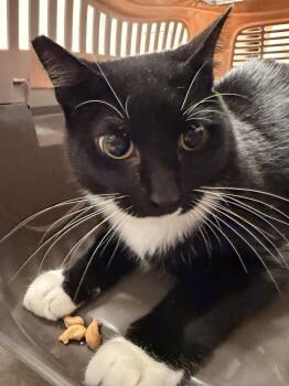 Mikey -  Domestic Short Hair Cat for Adoption in Vancouver, Washington - Mikey | PetCurious