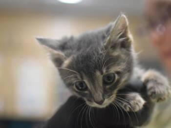 Knox -  Domestic Short Hair Cat for Adoption in Portland, Oregon - Knox | PetCurious