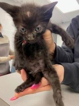 Domestic Short Hair Cats Available for Adoption in St. Cloud, Florida - MEOWCALM | PetCurious