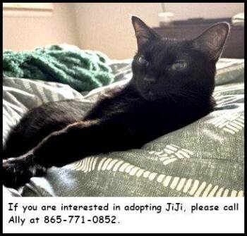JiJi -  Domestic Short Hair Cat for Adoption in Oak Ridge, Tennessee - JiJi | PetCurious