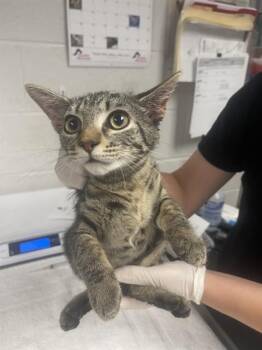 SANPELLEGRINO -  Domestic Short Hair Cat for Adoption in Easton, Maryland - SANPELLEGRINO | PetCurious