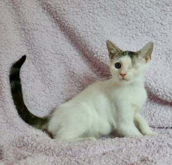 Bumble -  Turkish Van Cat for Adoption in St. Augustine, Florida - Bumble | PetCurious