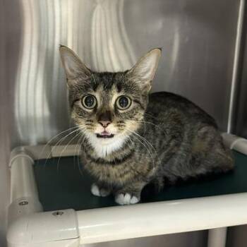 Cat Woman -  Domestic Short Hair Cat for Adoption in Indianapolis, Indiana - Cat Woman | PetCurious
