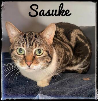 Domestic Short Hair Cats Available for Adoption - Sasuke | PetCurious