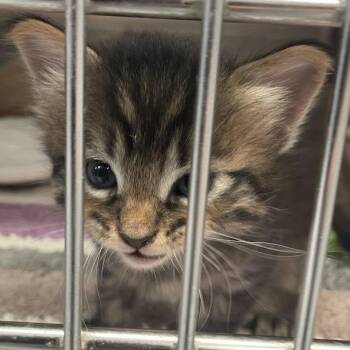 Curly -  Domestic Short Hair Cat for Adoption in Port Charlotte, Florida - Curly | PetCurious