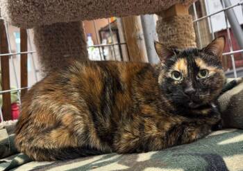 Opal -  Domestic Short Hair Cat for Adoption in Olean, New York - Opal | PetCurious