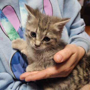 Domestic Short Hair Cats Available for Adoption in Ringtown, Pennsylvania - Dora | PetCurious