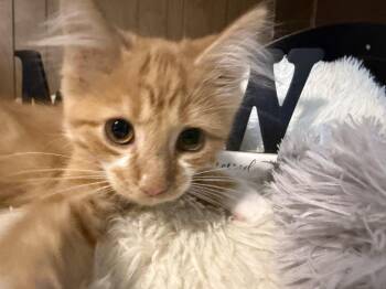 Finbar -  Domestic Medium Hair Cat for Adoption in Mears, Michigan - Finbar | PetCurious