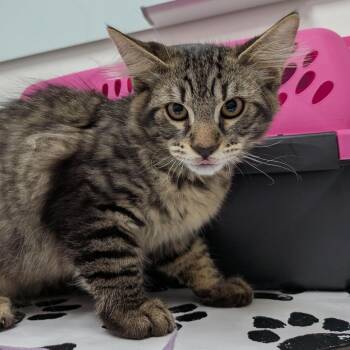 Lince -  Domestic Medium Hair Cat for Adoption in Lakewood, California - Lince | PetCurious