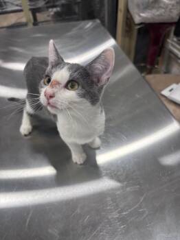 Splash -  Domestic Short Hair Cat for Adoption in Corpus Christi, Texas - Splash | PetCurious