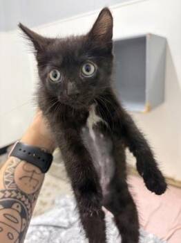 Trix -  Domestic Short Hair Cat for Adoption in West Chester, Pennsylvania - Trix | PetCurious