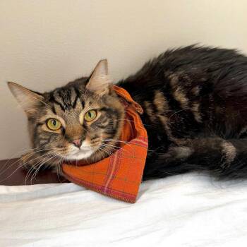 Max -  Domestic Long Hair Cat for Adoption in Johnson City, Tennessee - Max | PetCurious