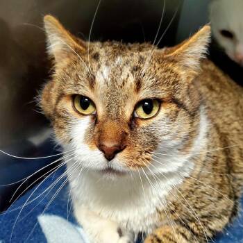 Domestic Short Hair Cats Available for Adoption - Pudge | PetCurious