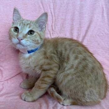 Domestic Short Hair Cats Available for Adoption in Janesville, Wisconsin - Charlie | PetCurious