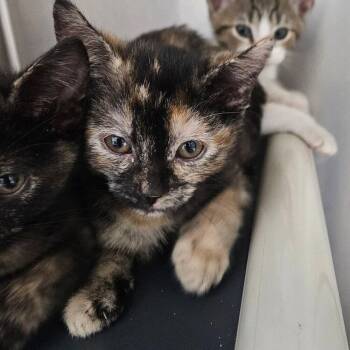 Cribbage -  Domestic Short Hair Cat for Adoption in Candler, North Carolina - Cribbage | PetCurious