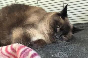 Domestic Short Hair Cats Available for Adoption in Pendleton, Oregon - Sea Lion | PetCurious