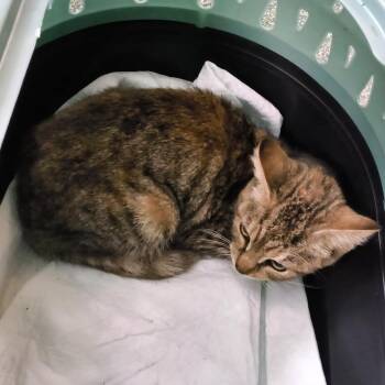 Dotti -  Domestic Short Hair Cat for Adoption in Jessup, Maryland - Dotti | PetCurious