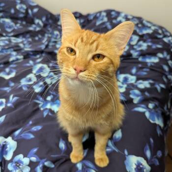 Rescue Domestic Short Hair Cats for Adoption in Tucker, Georgia - Cheese (Sunshine Baby) | PetCurious