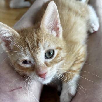 Shuteye -  Domestic Short Hair Cat for Adoption in Evanston, Illinois - Shuteye | PetCurious