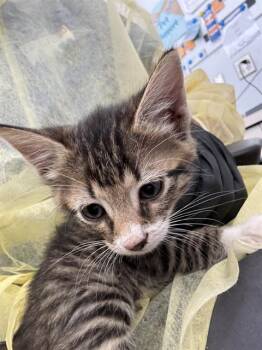 CANE -  Domestic Short Hair Cat for Adoption in Dallas, Texas - CANE | PetCurious
