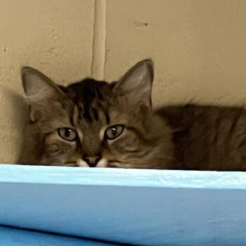 Rick -  Domestic Medium Hair Cat for Adoption in Columbia, Illinois - Rick | PetCurious