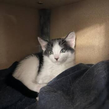 Kaia -  Domestic Short Hair Cat for Adoption in Oberlin, Ohio - Kaia | PetCurious