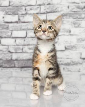 Rescue Calico and Domestic Short Hair Cats for Adoption in Tuscaloosa, Alabama - Angelina | PetCurious