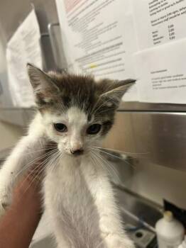 A1049353 -  Domestic Short Hair Cat for Adoption in Martinez, California - A1049353 | PetCurious