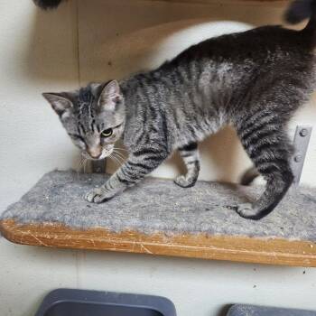 Biscuit -  Domestic Short Hair Cat for Adoption in Walnutport, Pennsylvania - Biscuit | PetCurious