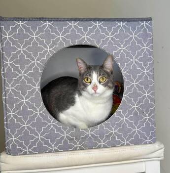 Rescue Domestic Short Hair Cats for Adoption in Muskego, Wisconsin - Kitty - Vocal And Affectionate Velco Kitty | PetCurious