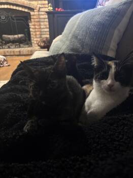 Domestic Short Hair Cats Available for Adoption - Butcher (Bonded To Baker) | PetCurious