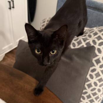 Eviction Notice -  Domestic Short Hair Cat for Adoption in Buffalo, Minnesota - Eviction Notice | PetCurious
