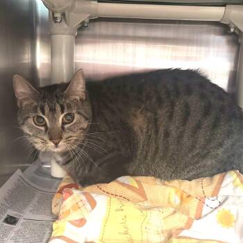 Domestic Short Hair Cats Available for Adoption - Peanut | PetCurious