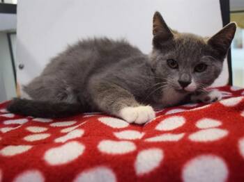STEIN -  Domestic Short Hair Cat for Adoption in Sacramento, California - STEIN | PetCurious
