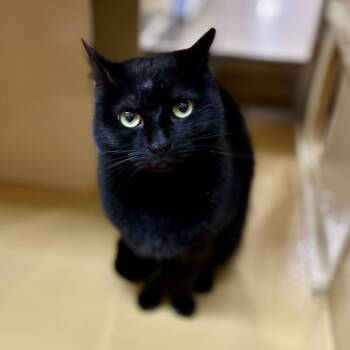 Domestic Short Hair Cats Available for Adoption in Norwalk, Connecticut - Limey | PetCurious