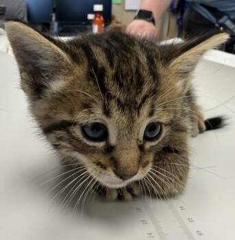 Domestic Short Hair Cats Available for Adoption in Oakland, California - Espresso | PetCurious