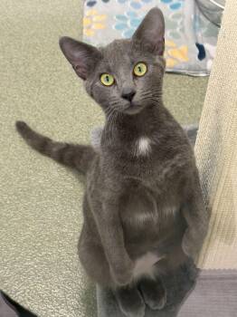 American Shorthair Cats Available for Adoption in Maidens, Virginia - Shadow | PetCurious