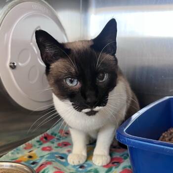 Charlotte -  Domestic Short Hair and Siamese Cat for Adoption in Kanab, Utah - Charlotte | PetCurious